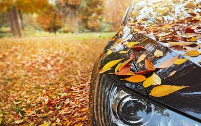 Autumn Adventures Await: Uncover Fall Deals at Fiesta VW!